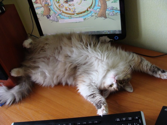 Котовторник 27.03.2012