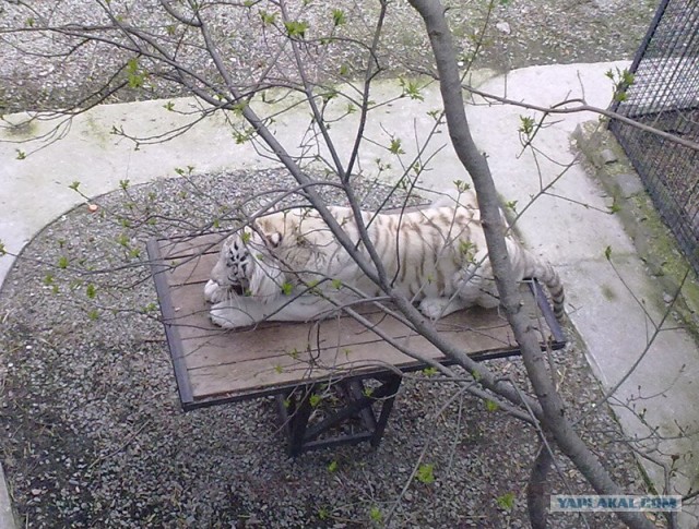 Тигрюля родила сразу четверых малышей