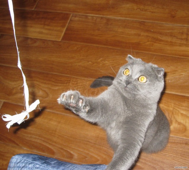 Котовторник  14.08.2012.
