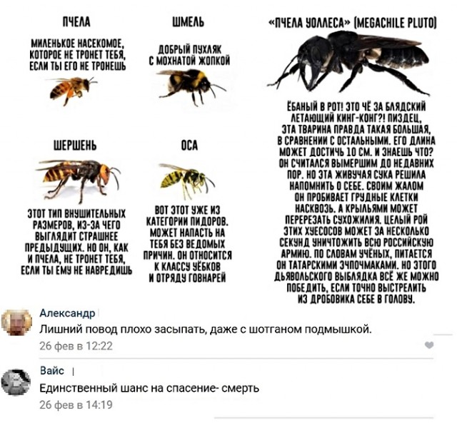 Анекдоты, соц-сети и картинки с надписями