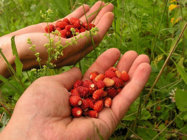 Каникулы в деревне