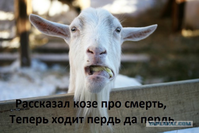 Всякая всячина