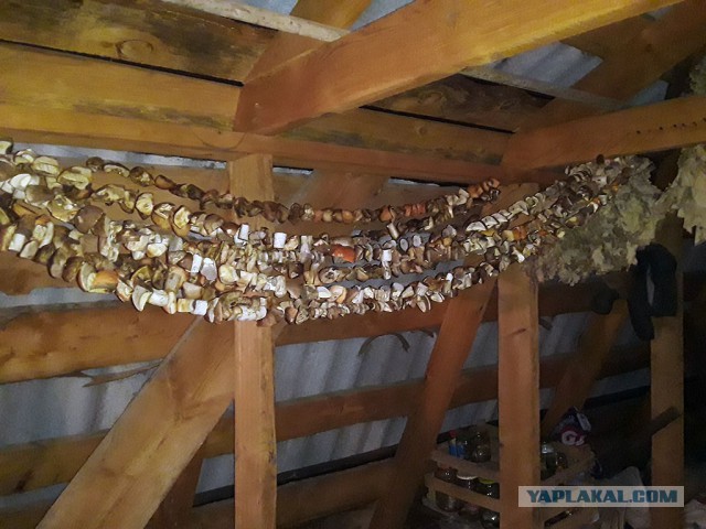 Грибные выходные