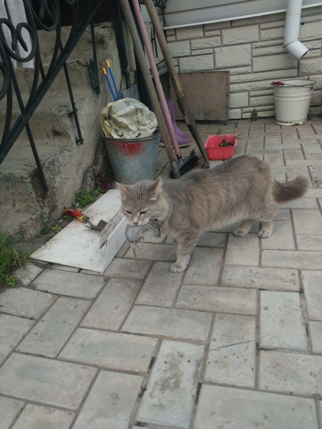 Забавные фото котеек