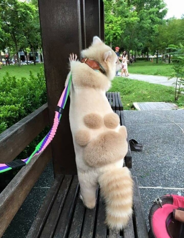 Живность из сети