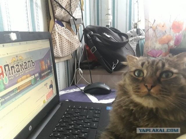 Картинки на котовторник 1.09.20