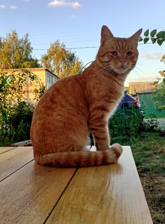 Корниш-рексы, забавные коты с инопланетной внешностью