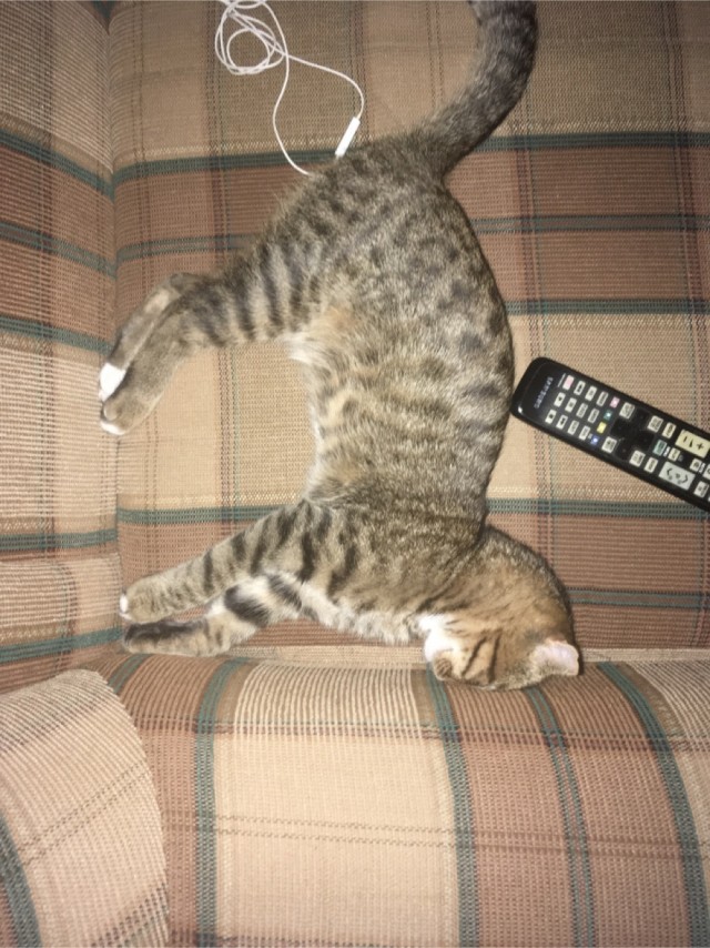 По просьбам в теме ниже. Реальный котовторник!