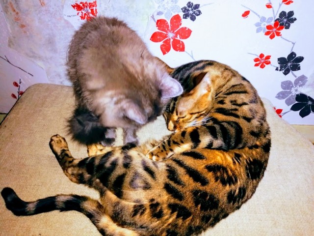 Моя красотка