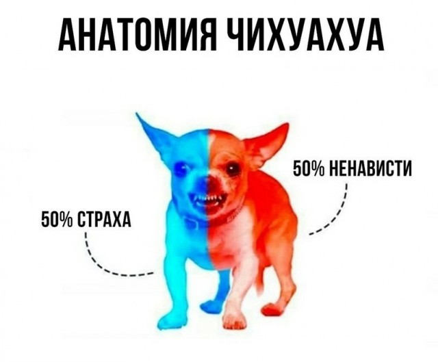 Собаки тогда и сейчас