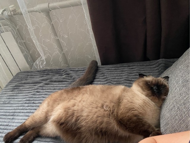 В завершение котовторника.