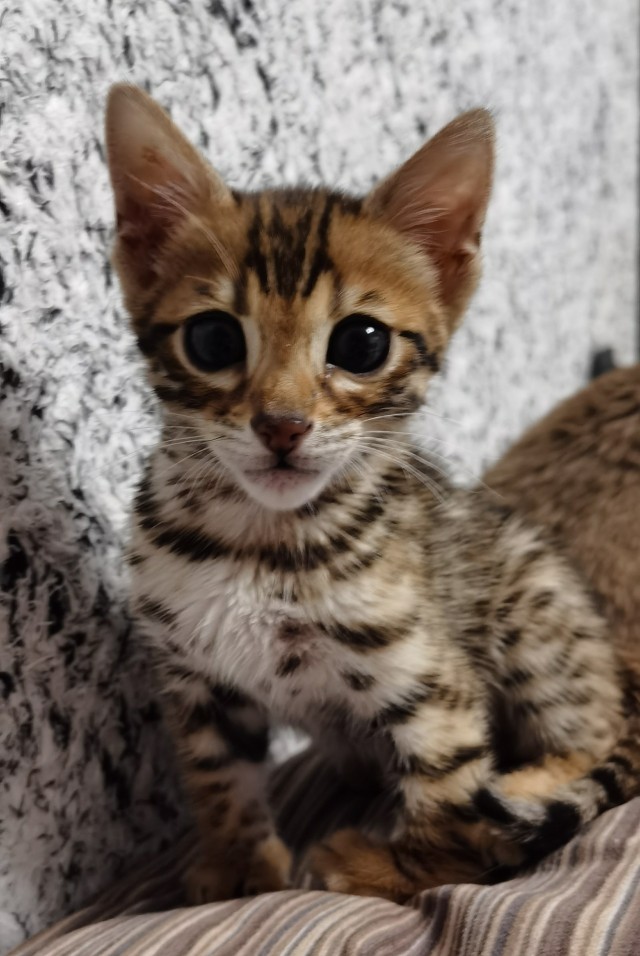 Котовторник. Добавляйте своих
