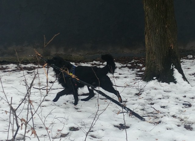 Котовторник 09.02.21. Свежие котики от Нарвского.