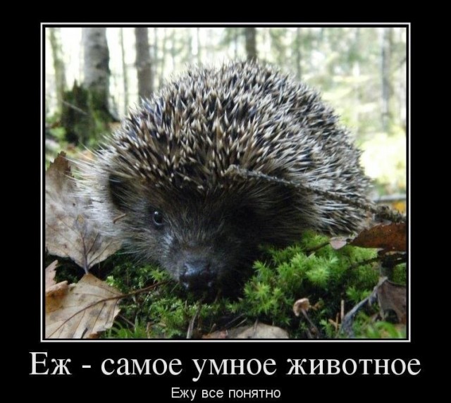 Картинки и мемы для настроения