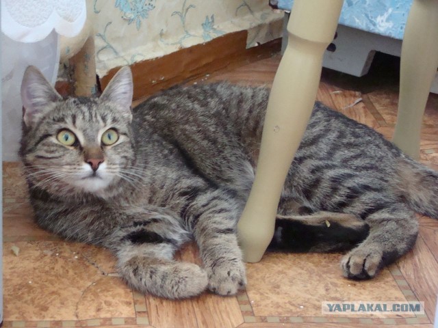 Спасение кота