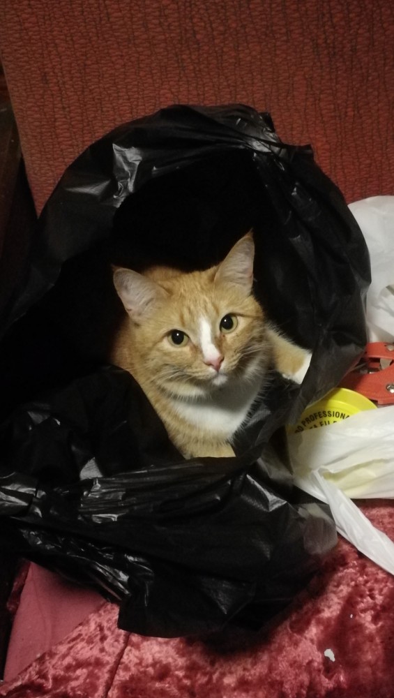 А котовторник уже начался?