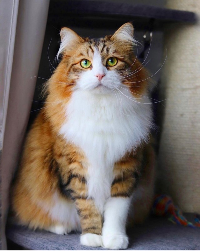 Котовторник (свои добавляем)