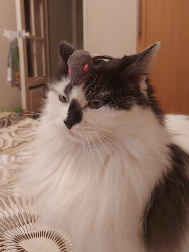 Солнце котовторника уже встало, Господа!