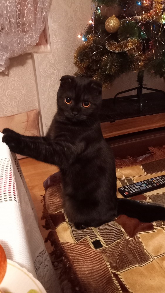 Первый котовторник 2022