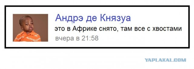 Куколд года!