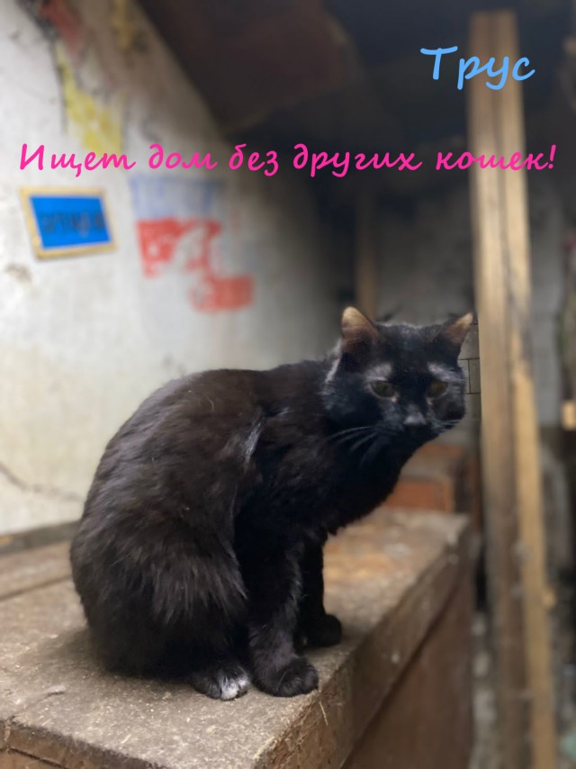 Жизнь домашнего приюта "Котоленд" 332