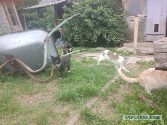 Жизнь домашнего приюта для котеек 455