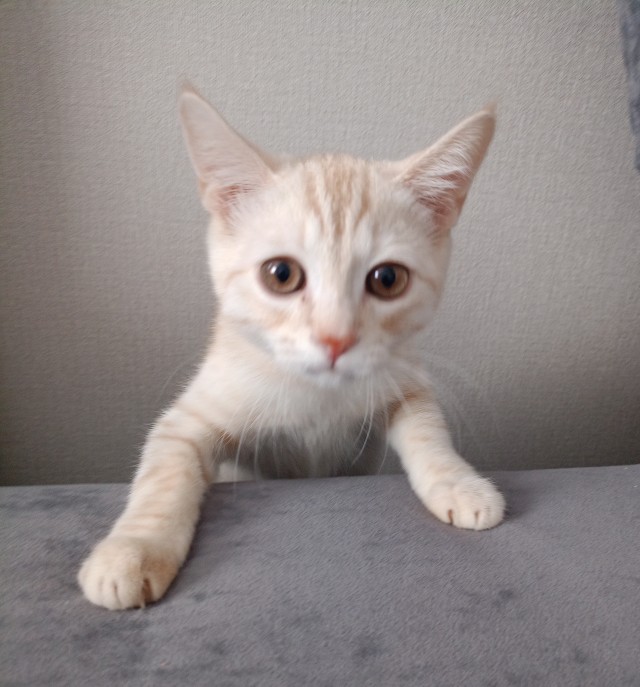 Моя жена не умеет фоткать кота