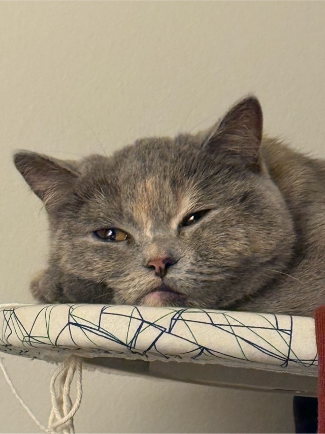 Очень грустный котовторник
