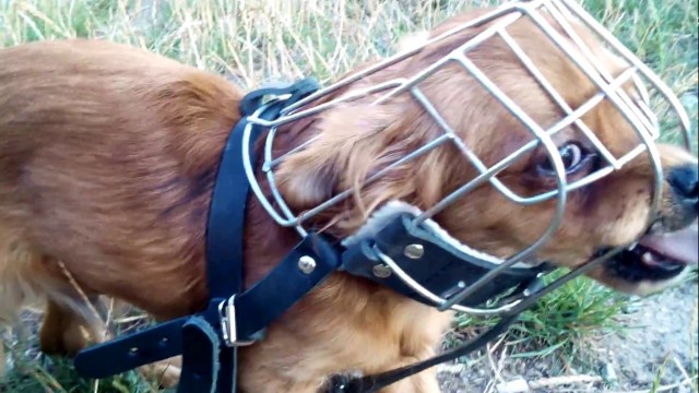Бойцовская собака при своей хозяйке напала и изуродовала 9 летнюю девочку