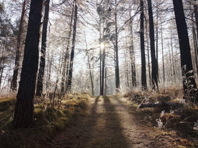 Загадочный лес