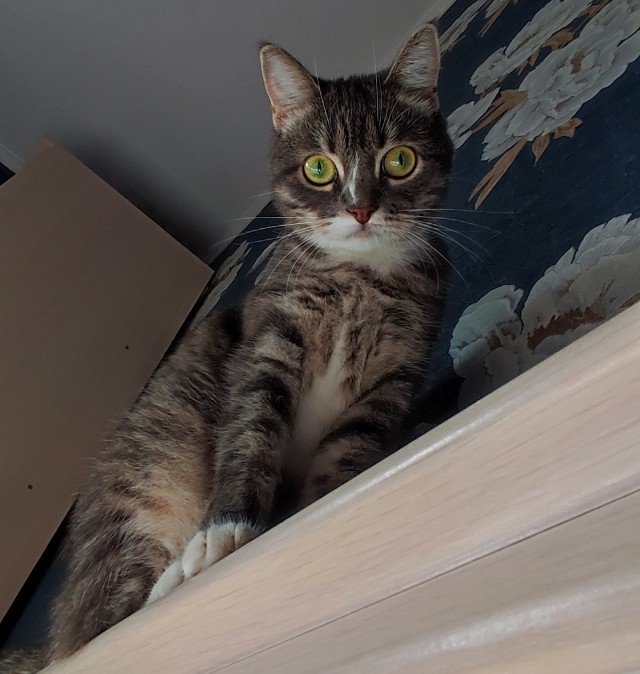 Человеку нужен кот). К котовторнику посвящается!