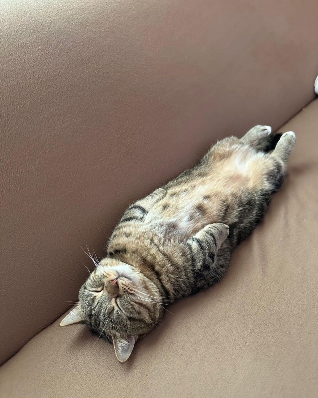Кот пердит