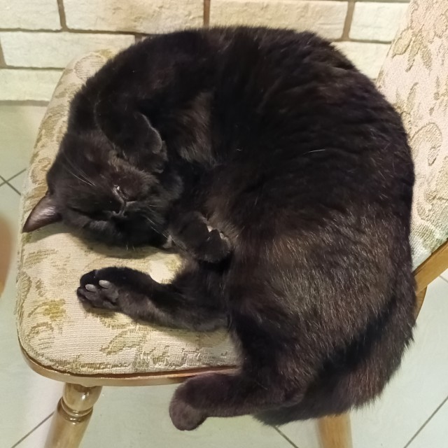Котовторник же!