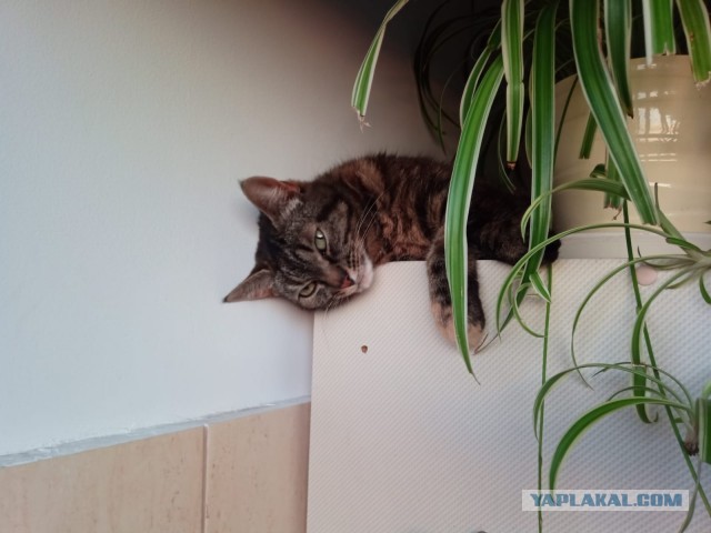 Снова наши коты