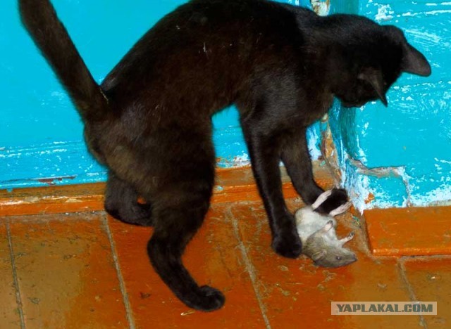 Котовторник 23.07.2013