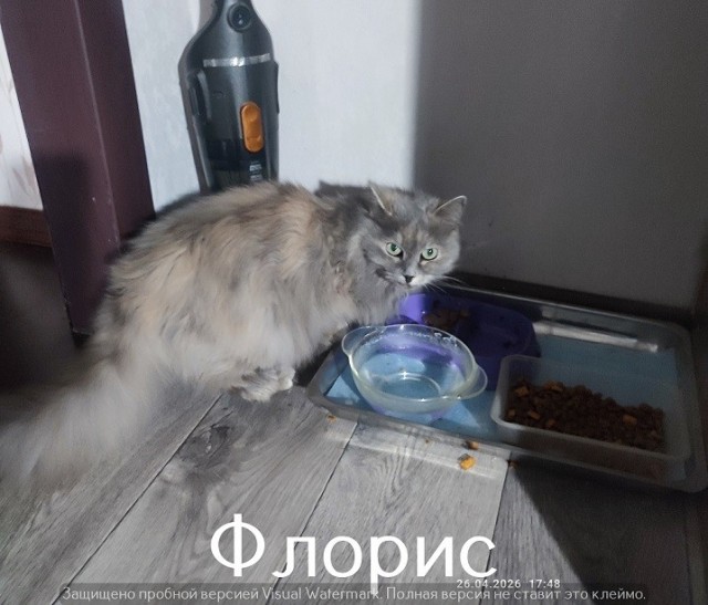 Жизнь домашнего приюта "Котоленд" 544