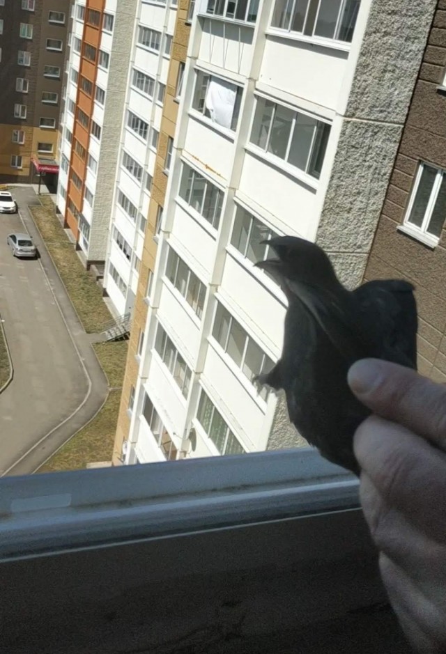 Птичка
