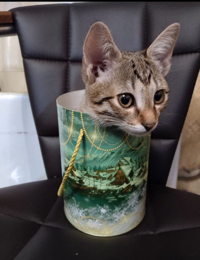Умер кот