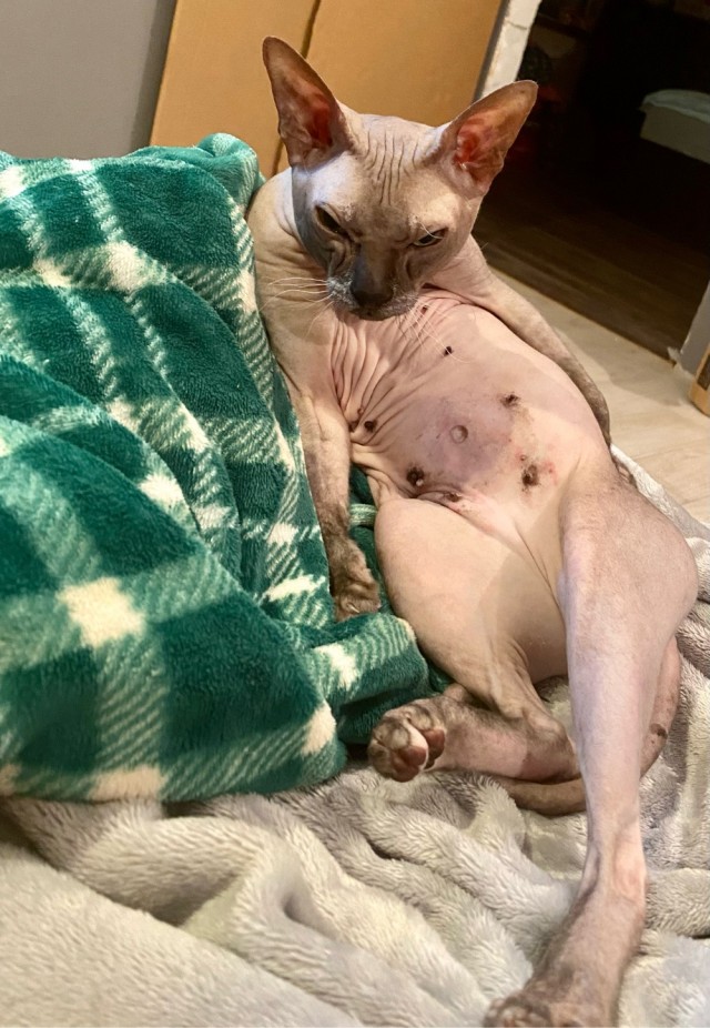Доброе утро котаны!