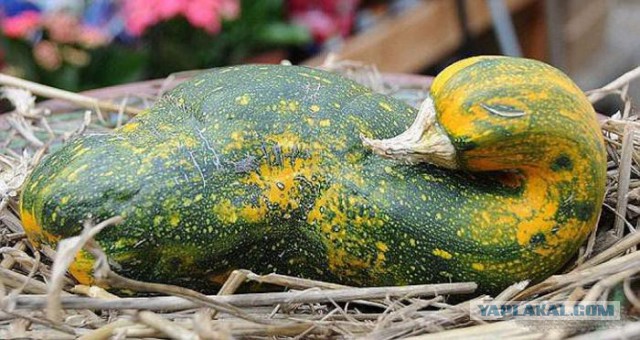 26 продуктов, которые отчаянно не хотят