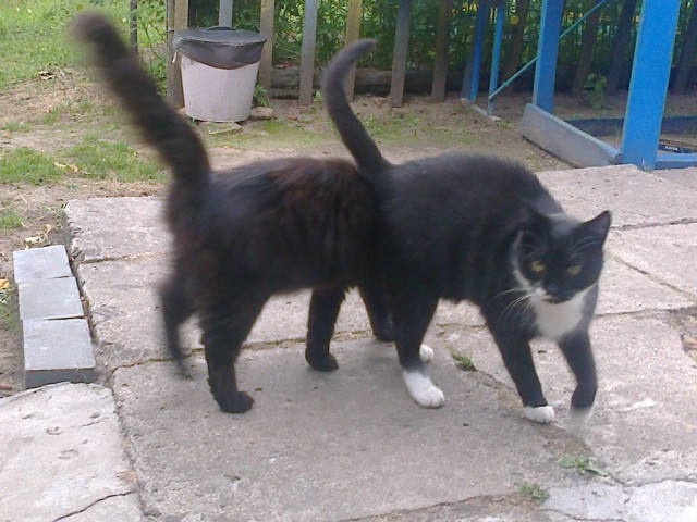 Котовторник 27.01.2015