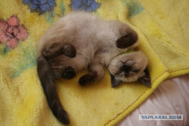 Котовторник