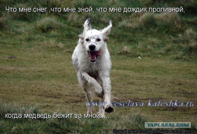 Немного братьев наших меньших! ЧЕТВЕРГ
