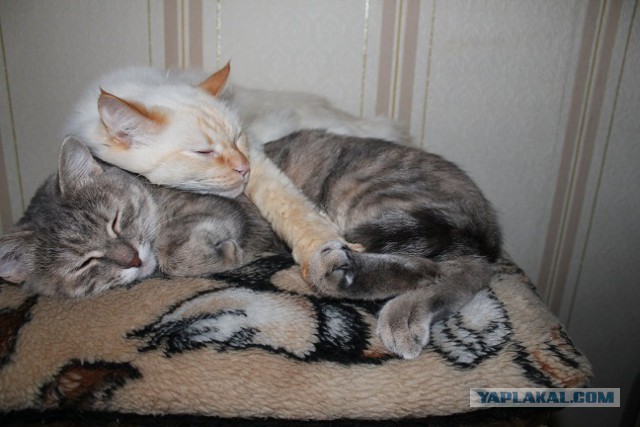 Котовторник 7.07.2015