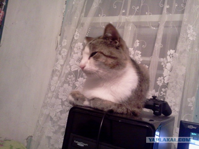 Котовторник 7.07.2015
