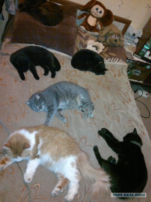 Как спят кошки....