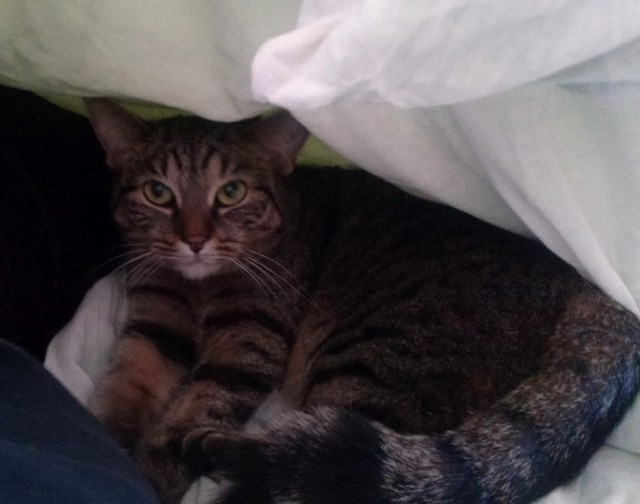 Котовторник  27.10.2015