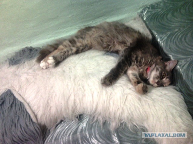17 фотографий котов