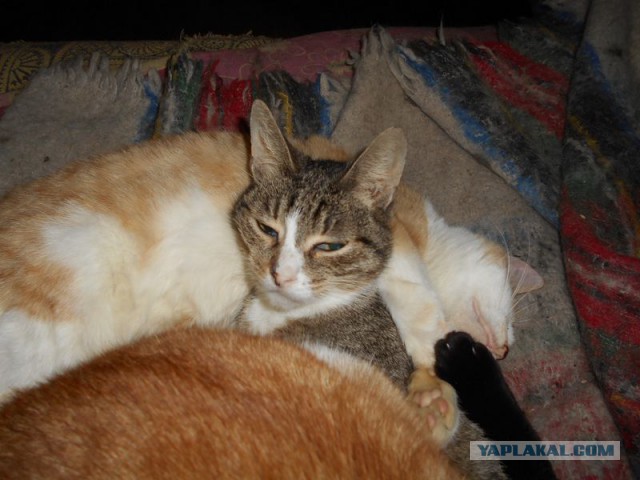 Жизнь домашнего приюта для котеек 101