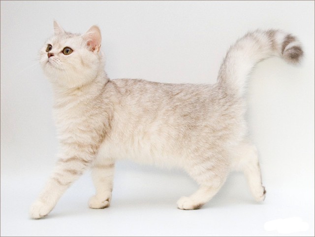 Коты, кошки, котята